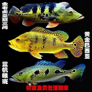 紅老虎魚活餌喂養(yǎng)安全性，紅老虎魚活餌喂養(yǎng)注意事項 虎魚百科 第2張