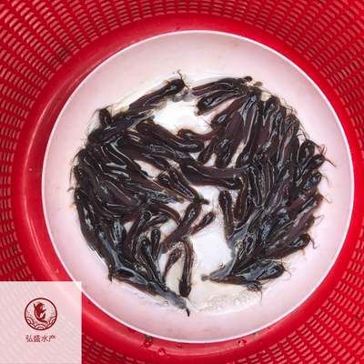 埃及魚苗養(yǎng)殖技術要點，埃及塘虱魚苗飼料配比及投喂技術 觀賞魚市場（混養(yǎng)魚） 第2張