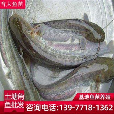 埃及魚苗養(yǎng)殖技術要點，埃及塘虱魚苗飼料配比及投喂技術 觀賞魚市場（混養(yǎng)魚） 第1張