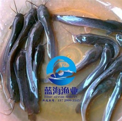 埃及魚苗養(yǎng)殖技術要點，埃及塘虱魚苗飼料配比及投喂技術 觀賞魚市場（混養(yǎng)魚） 第3張