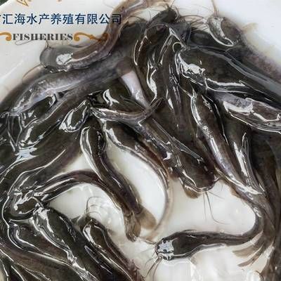 埃及魚苗養(yǎng)殖技術要點，埃及塘虱魚苗飼料配比及投喂技術 觀賞魚市場（混養(yǎng)魚） 第5張