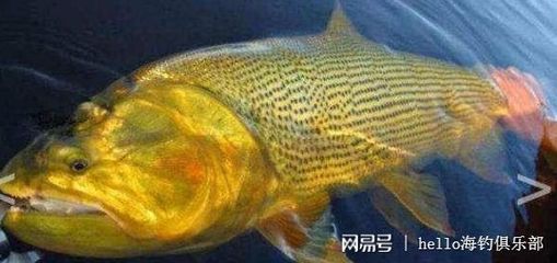 黃金河虎魚疾病預(yù)防措施，如何正確使用甲硝唑治療金魚，金魚疾病早期癥狀識別 虎魚百科 第4張