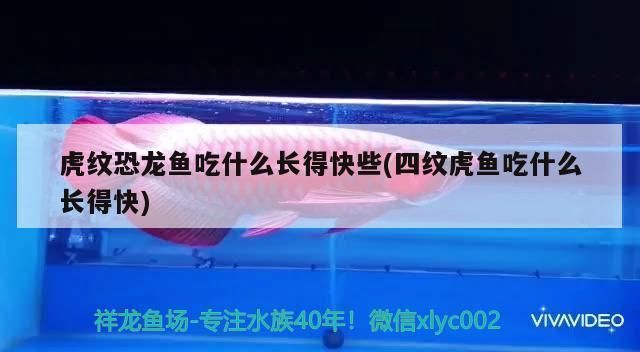 四紋虎魚食物多樣性的實(shí)踐方法，四紋虎魚人工飼料選擇指南，四紋虎魚食物安全檢測(cè)方法