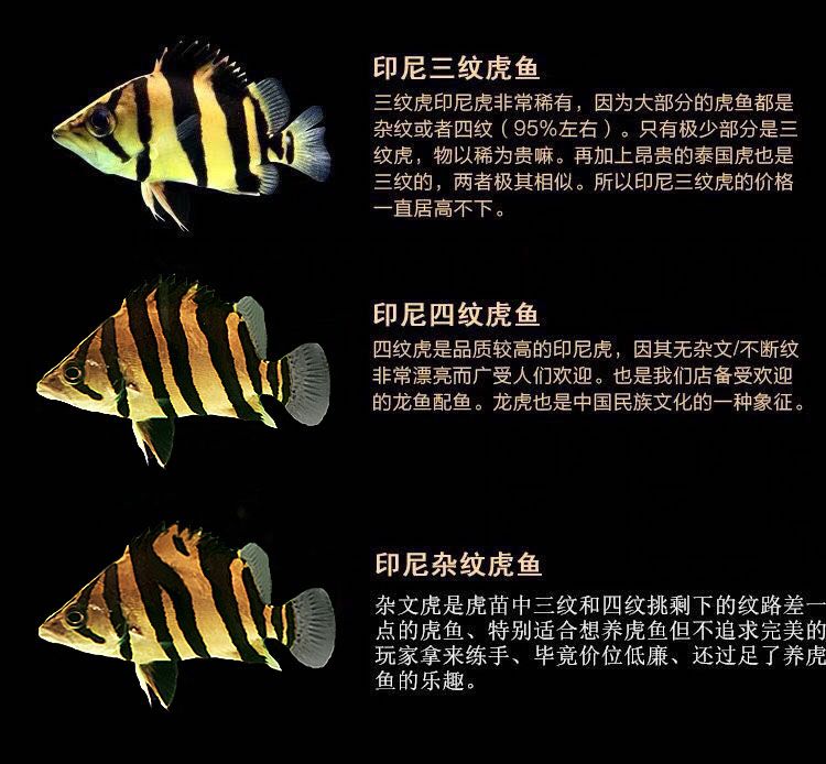 如何區(qū)分幼魚(yú)的蘇虎與印尼虎，如何區(qū)分幼魚(yú)的蘇虎與印尼虎魚(yú)的基本特征 虎魚(yú)百科 第4張