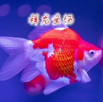 如何判斷大日玉鯖魚是否成熟，判斷大日玉鯖魚是否成熟是一個(gè)重要的問題 觀賞魚市場(chǎng)（混養(yǎng)魚） 第4張