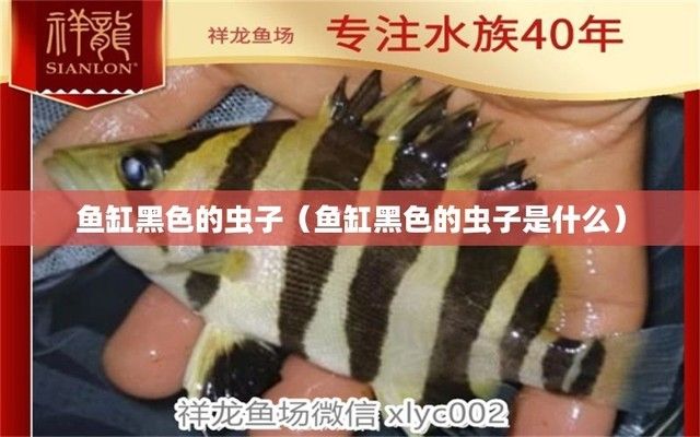 龍魚缸里有黑色的小蟲子，在龍魚缸中出現(xiàn)黑色小蟲子怎么辦 魚缸百科 第2張