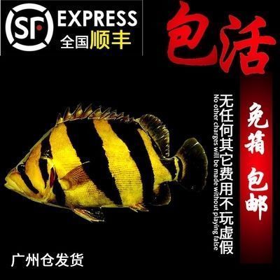 泰國虎魚水質(zhì)監(jiān)控技巧，泰國虎魚水質(zhì)監(jiān)控技巧：泰國虎魚水質(zhì)監(jiān)控自動化設(shè)備 虎魚百科 第4張