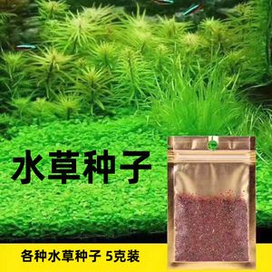 水族箱增氧植物種類推薦，水族箱增氧植物介紹