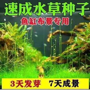 水族箱增氧植物種類推薦，水族箱增氧植物介紹