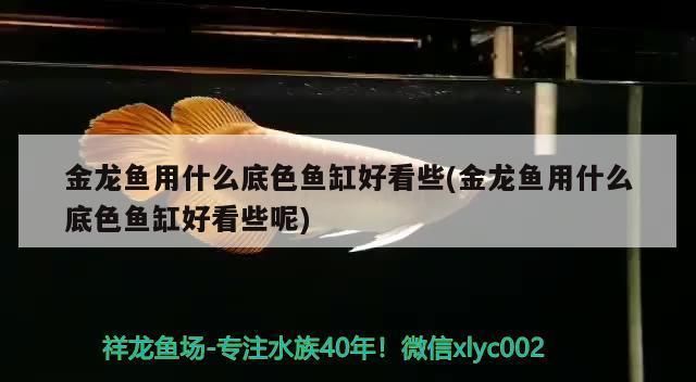 金龍魚魚缸底色用什么顏色最好看，金龍魚魚缸底色選擇指南,金龍魚觀賞價值提升技巧 魚缸百科 第5張