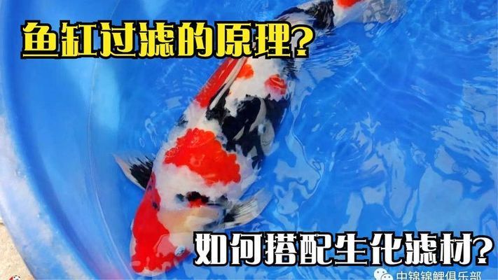 魚缸過濾系統(tǒng)的最佳配置，理想的魚缸過濾系統(tǒng)應(yīng)包括以下幾個組成部分