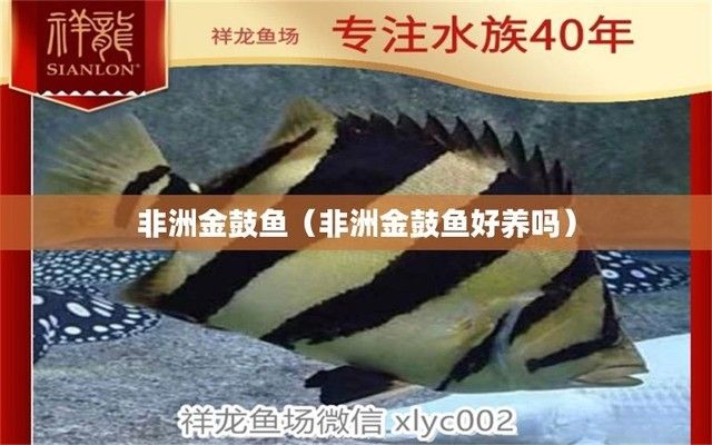 非洲金鼓魚繁殖技巧和注意事項(xiàng)，非洲金鼓魚的繁殖技巧和注意事項(xiàng)