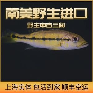 申古三間魚(yú)混養(yǎng)伴侶選擇，申古三間魚(yú)混養(yǎng)水質(zhì)管理技巧 虎魚(yú)百科 第5張