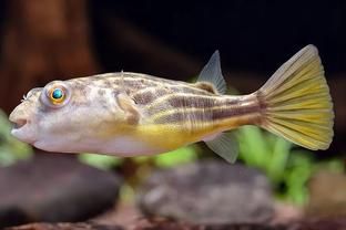 斑馬狗頭魚繁殖行為觀察，斑馬狗頭魚的繁殖行為的詳細觀察要點 觀賞魚市場（混養(yǎng)魚） 第4張