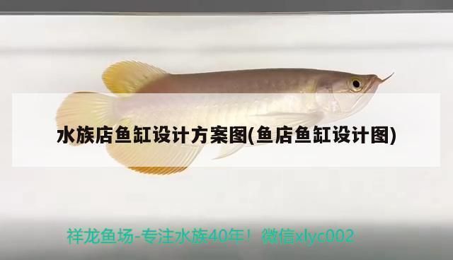 四紋虎魚(yú)缸尺寸與預(yù)算關(guān)系，四紋虎魚(yú)缸尺寸與預(yù)算之間存在著密切的關(guān)系