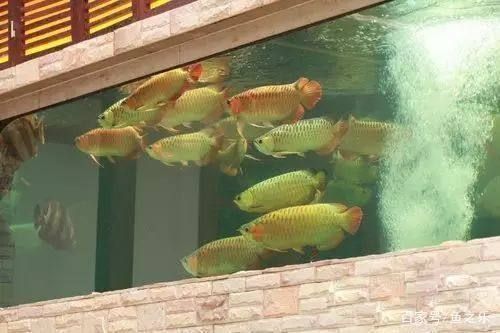 龍魚混養(yǎng)好嗎還是單養(yǎng) 龍魚百科 第4張