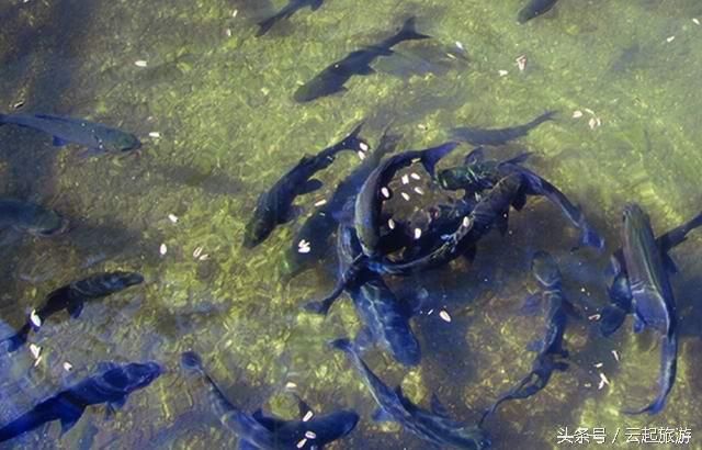 黑影道人魚繁殖習(xí)性，黑影道人魚的繁殖習(xí)性 觀賞魚市場（混養(yǎng)魚） 第5張