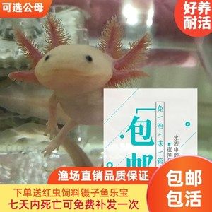 恐龍魚怎么看公母，如何通過基因檢測(cè)辨別恐龍魚性別 龍魚百科 第3張