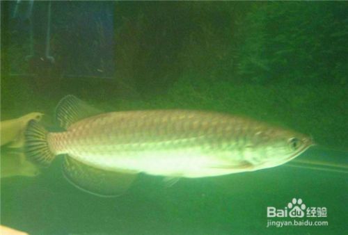 龍魚在魚缸底部，龍魚在魚缸底部的行為和生態(tài) 魚缸百科 第5張