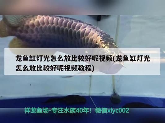 龍魚缸燈光怎么放比較好，龍魚缸燈光對于提升觀賞效果和水質(zhì)管理至關重要 魚缸百科 第2張