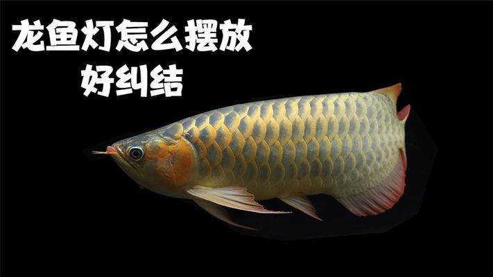 龍魚缸燈光怎么放比較好，龍魚缸燈光對于提升觀賞效果和水質(zhì)管理至關重要 魚缸百科 第5張