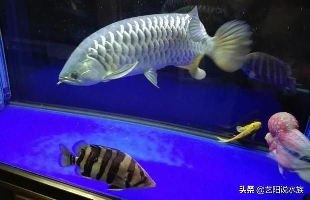 皇家火箭魚混養(yǎng)水質(zhì)要求，皇家火箭魚和龍魚混養(yǎng)水質(zhì)要求 觀賞魚市場（混養(yǎng)魚） 第4張