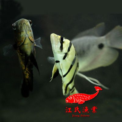 龍魚(yú)混養(yǎng)印尼三紋虎的時(shí)機(jī)，印尼三紋虎魚(yú)與龍魚(yú)混養(yǎng)時(shí)需要注意什么？ 虎魚(yú)百科 第4張