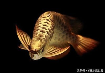 龍魚突然頭朝上尾朝下怎么回事，龍魚頭朝上尾朝下怎么辦 龍魚百科 第3張