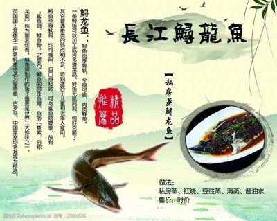 龍魚海報，龍魚海報設(shè)計圖片和模板下載創(chuàng)意龍魚主題壁紙下載