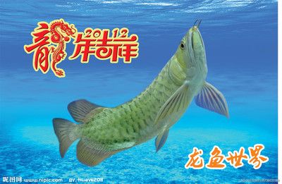 龍魚海報，龍魚海報設計圖片和模板下載創(chuàng)意龍魚主題壁紙下載 龍魚百科 第4張