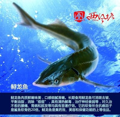 龍魚海報，龍魚海報設計圖片和模板下載創(chuàng)意龍魚主題壁紙下載 龍魚百科 第5張