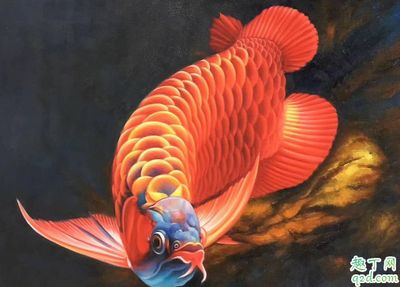 龍魚混養(yǎng)的魚，龍魚混養(yǎng)水質(zhì)管理技巧 龍魚百科 第4張