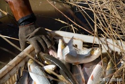 觀賞魚市場價值影響因素，如何評估觀賞魚市場價值 虎魚百科 第5張