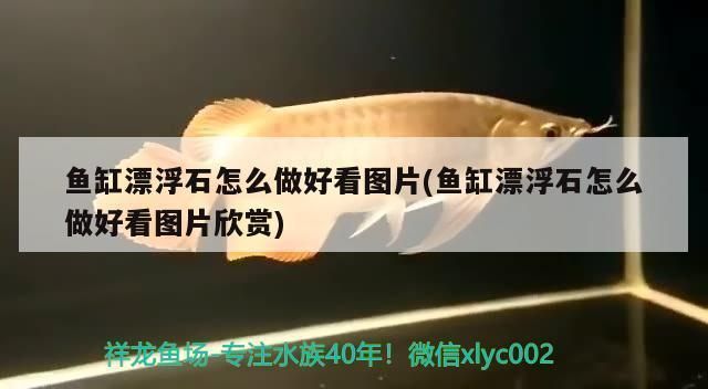 泰龐海鰱魚魚缸布置技巧，泰龐海鰱魚飼料選擇指南， 虎魚百科 第3張