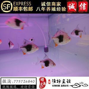 黑桃A魚混養(yǎng)常見誤區(qū)，黑桃a魚混養(yǎng)水質(zhì)管理技巧 觀賞魚市場(chǎng)（混養(yǎng)魚） 第3張