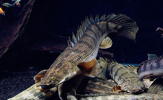 冬季恐龍王魚保溫技巧，恐龍王魚冬季飲食調(diào)整 觀賞魚市場（混養(yǎng)魚） 第4張