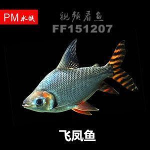 龍魚缸什么魚清潔最好用，適合養(yǎng)在龍魚缸中的清潔魚