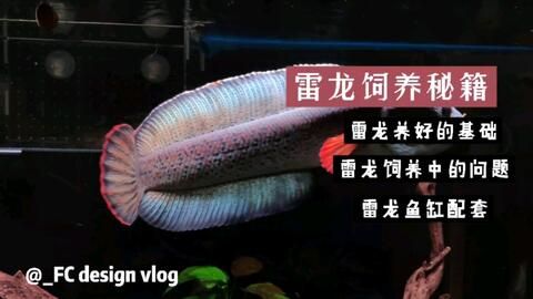 雷龍魚(yú)混養(yǎng)搭配指南，雷龍魚(yú)如何與雷龍魚(yú)混養(yǎng)