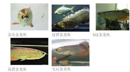 龍魚查詢真?zhèn)卧趺床樵?，如何辨別龍魚證書真?zhèn)?聯(lián)系漁場(chǎng)驗(yàn)證龍魚身份流程 龍魚百科 第3張