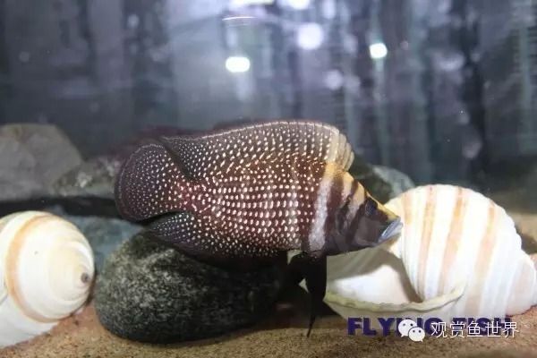 如何預(yù)防水族箱水質(zhì)問題，水族箱的水質(zhì)管理是確保魚類健康和水生生態(tài)系統(tǒng)平衡的關(guān)鍵 觀賞魚市場（混養(yǎng)魚） 第3張