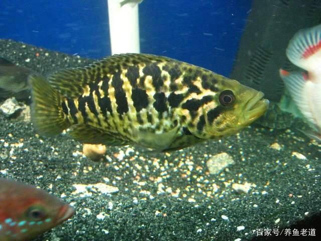 紅老虎魚混養(yǎng)最佳伴侶，紅老虎魚混養(yǎng)密度控制， 虎魚百科 第5張