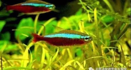 虎魚活體運輸成本解析，虎魚活體成本解析 虎魚百科 第4張