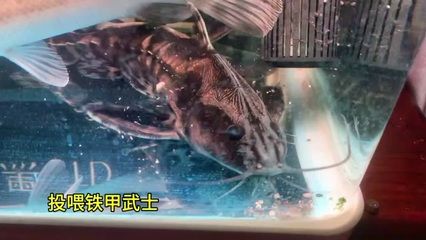 鐵甲武士魚食物選擇，鐵甲武士魚混養(yǎng)注意事項鐵甲武士魚混養(yǎng)注意事項 觀賞魚市場（混養(yǎng)魚） 第4張