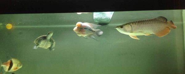 水族箱混養(yǎng)魚種比例控制，水族箱混養(yǎng)魚種比例的控制 虎魚百科 第2張