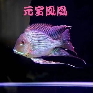 元寶鳳凰魚混養(yǎng)注意事項，元寶鳳凰魚混養(yǎng)水質調控，元寶鳳凰魚混養(yǎng)疾病預防 觀賞魚市場（混養(yǎng)魚） 第4張