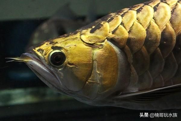 金龍魚寫真照片，金龍魚飼養(yǎng)技巧 龍魚百科 第4張