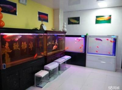 龍魚專賣店門面圖片大全，廣州龍魚專賣店門面圖片大全 虎魚百科 第3張