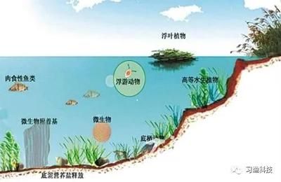 不同魚類適宜的水質(zhì)參數(shù)，不同魚類對(duì)水質(zhì)參數(shù)的偏好 觀賞魚市場（混養(yǎng)魚） 第4張