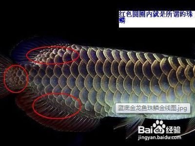 金龍魚怎么分等級，金龍魚的等級劃分