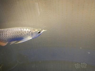 龍魚(yú)選擇和鑒賞要求是什么，關(guān)于龍魚(yú)選擇和鑒賞的要求 龍魚(yú)百科 第3張